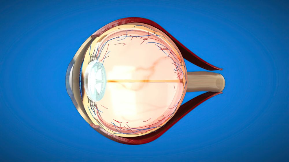 layer of retina explained
